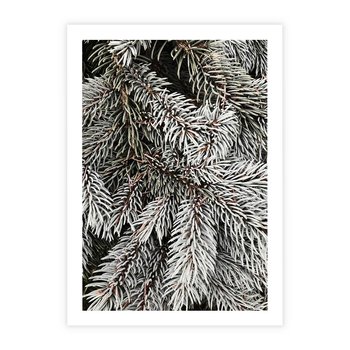 Plakat bez ramy 21x30 - Cisza Zimowej Natury - zima, iglaste gałązki
