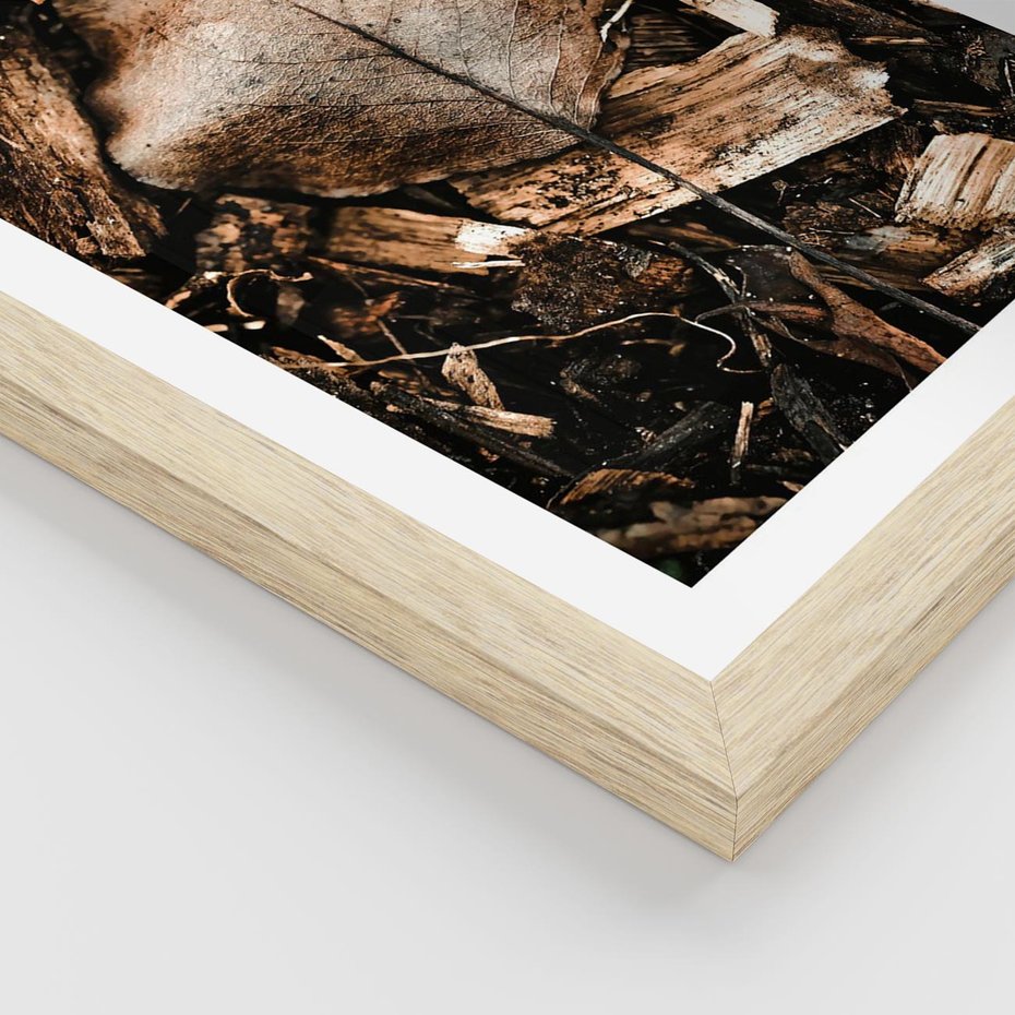 Plakat w ramie 50x70 - Samotny Liść - liść, brąz - rama drewno