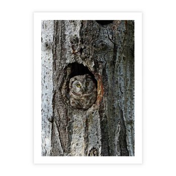 Plakat bez ramy 30x40 - Tajemniczy W świecie Nocy - sowa, dziupla