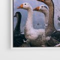 Obraz w ramie 50x50 - Spotkanie Wśród Piór - uchwycony moment, fotografia - rama biała
