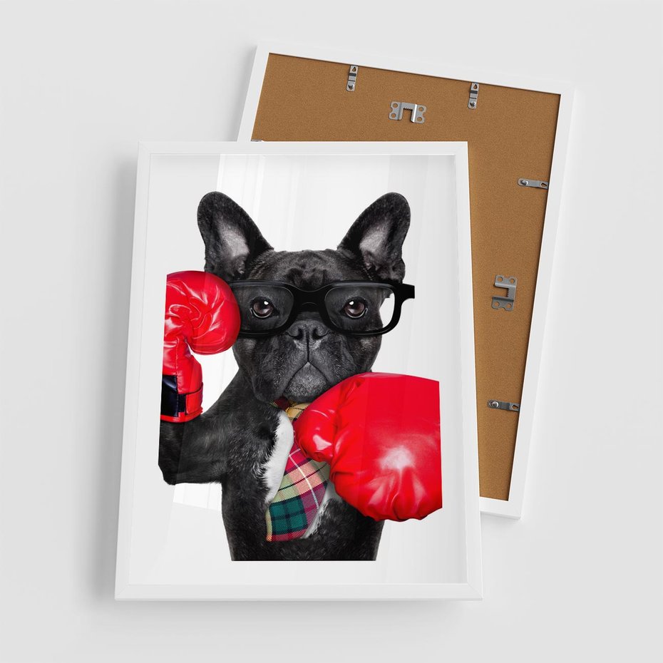 Plakat w ramie 50x70 - Boksujący mops - pies - boks, mops - rama biała
