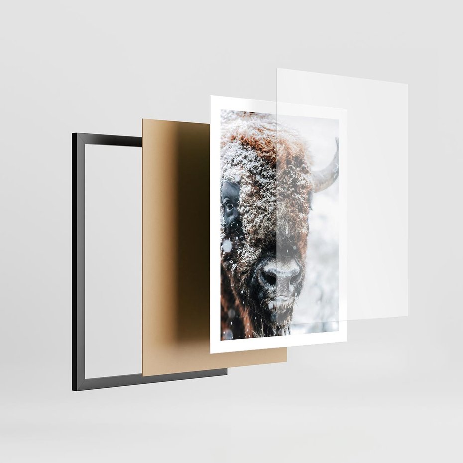 Plakat w ramie 50x70 - Żubr w Krainie Śniegu - żubr, zima - rama czarna