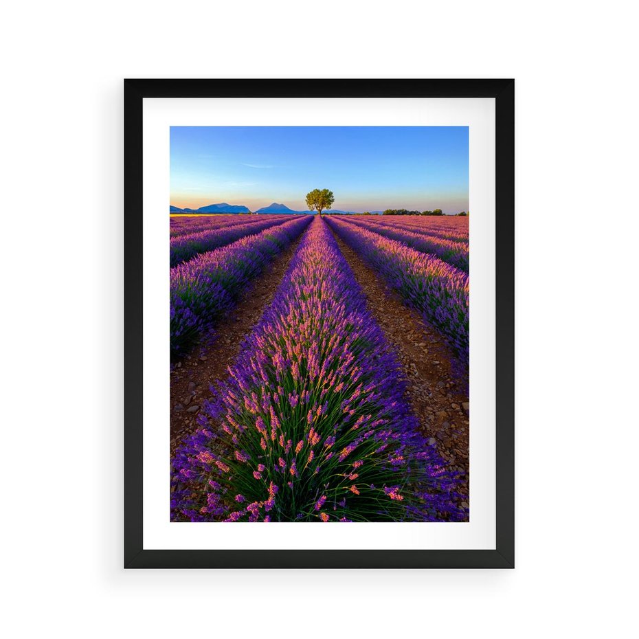 Plakat w ramie 40x50 - Fioletowa Magia - pole, lawendy - rama czarna