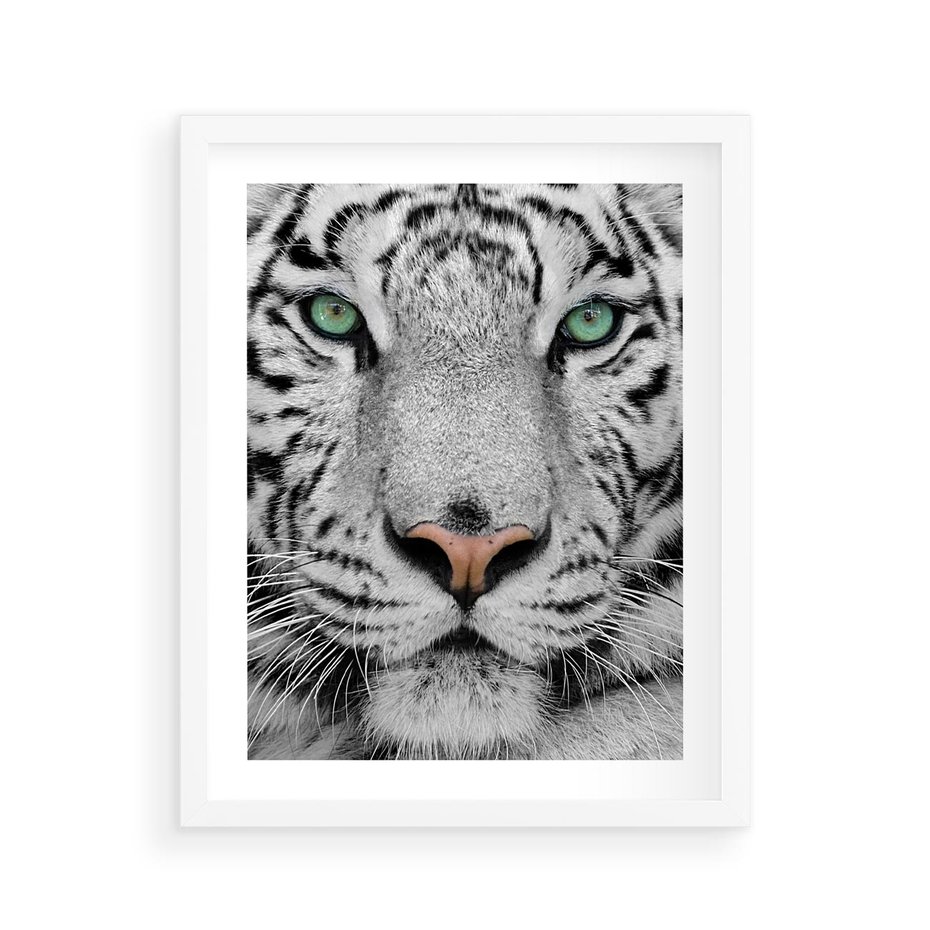 Plakat w ramie 40x50 - Magia Białego Tygrysa - biały, tygrys - rama biała