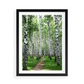 Plakat w ramie 50x70 - Magia lasu pełnego brzóz - las, brzozy - rama czarna