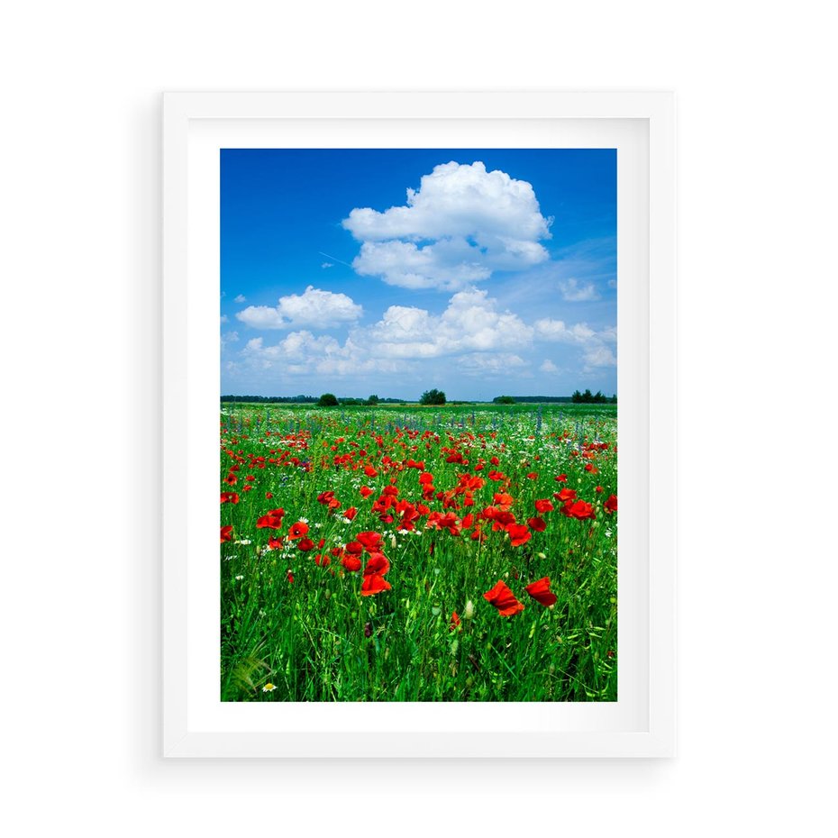 Plakat w ramie 50x70 - Kolorowa łąka pełna maku - łąka, maki - rama biała