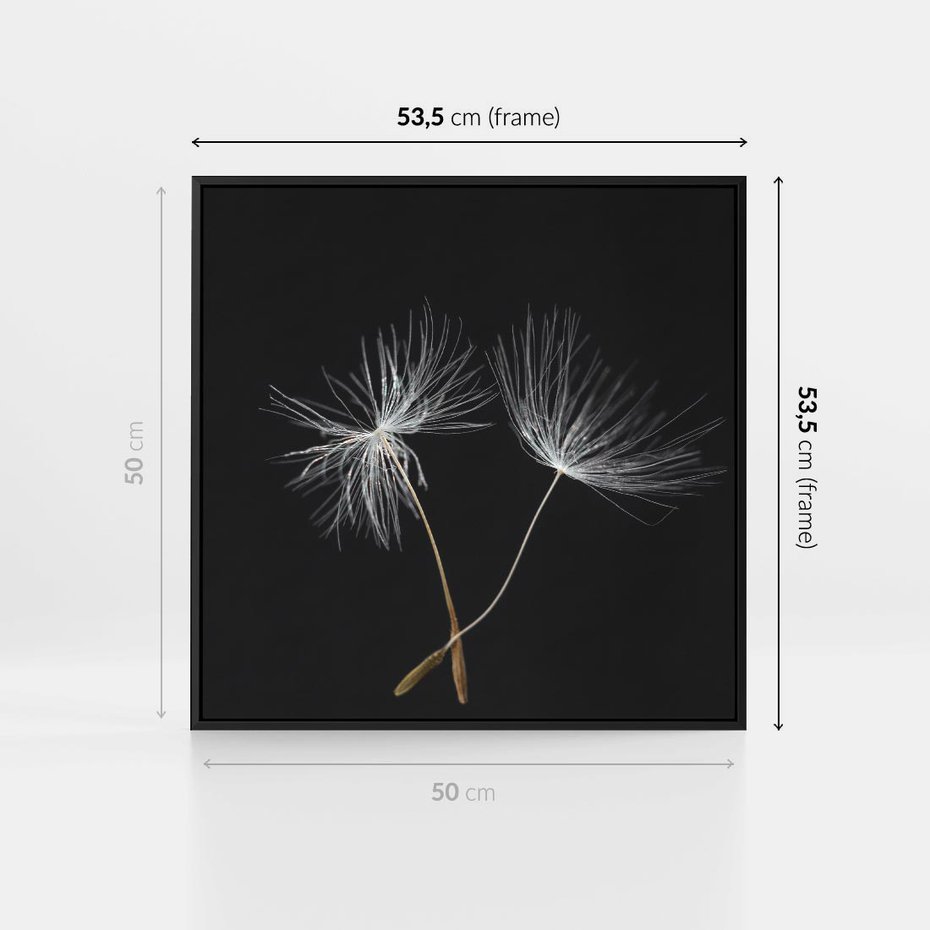 Obraz w ramie 50x50 - Delikatność Wiatru - dmuchawce, makro - rama czarna