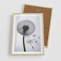 Plakat w ramie 50x70 - Lekkość Przemijania - dmuchawiec, makro - rama drewno