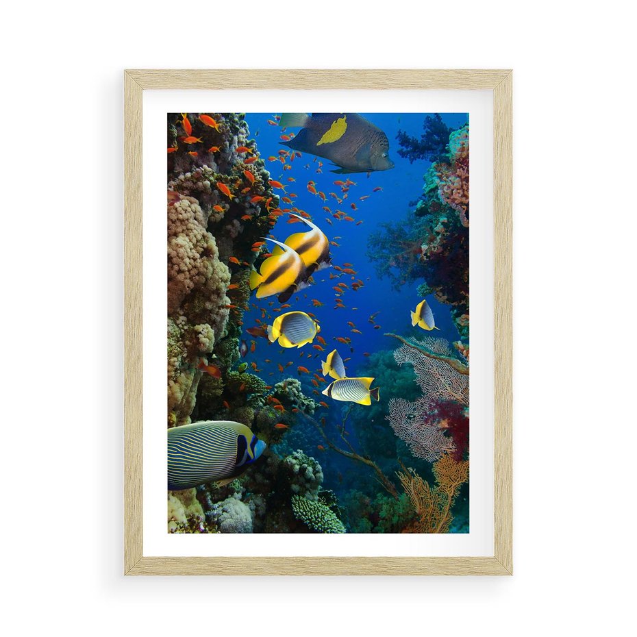 Plakat w ramie 50x70 - Podwodne królestwo rafy koralowej - rafa, koralowa - rama drewno