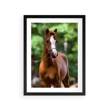 Plakat w ramie 40x50 - Portret Szlachetnego Konia - koń, portret - rama czarna