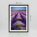 Plakat w ramie 50x70 - Malownicze Pole Lawendy - lawenda, pole - rama czarna