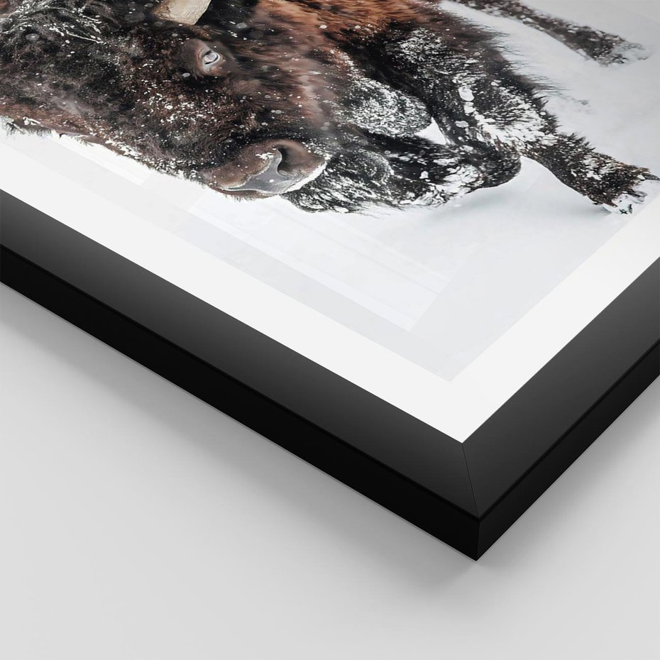 Plakat w ramie 30x40 - Zimowy Władca Puszczy - żubr, bizon - rama czarna