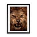 Plakat w ramie 50x70 - Władca Sawanny - lew, sawanna - rama czarna