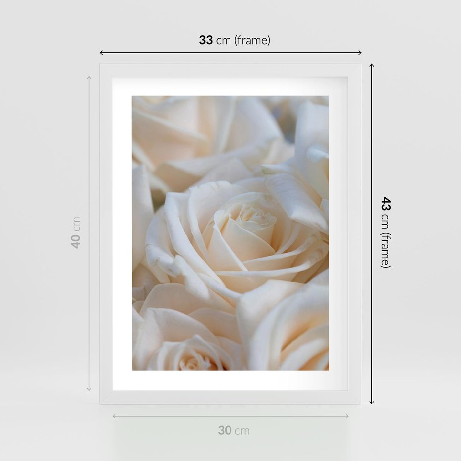 Plakat w ramie 30x40 - Białe róże piękności - białe, róże - rama biała