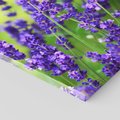 Obraz na płótnie 30x30 - Elegancka lawenda w pełnym rozkwicie - lawenda, kwiaty