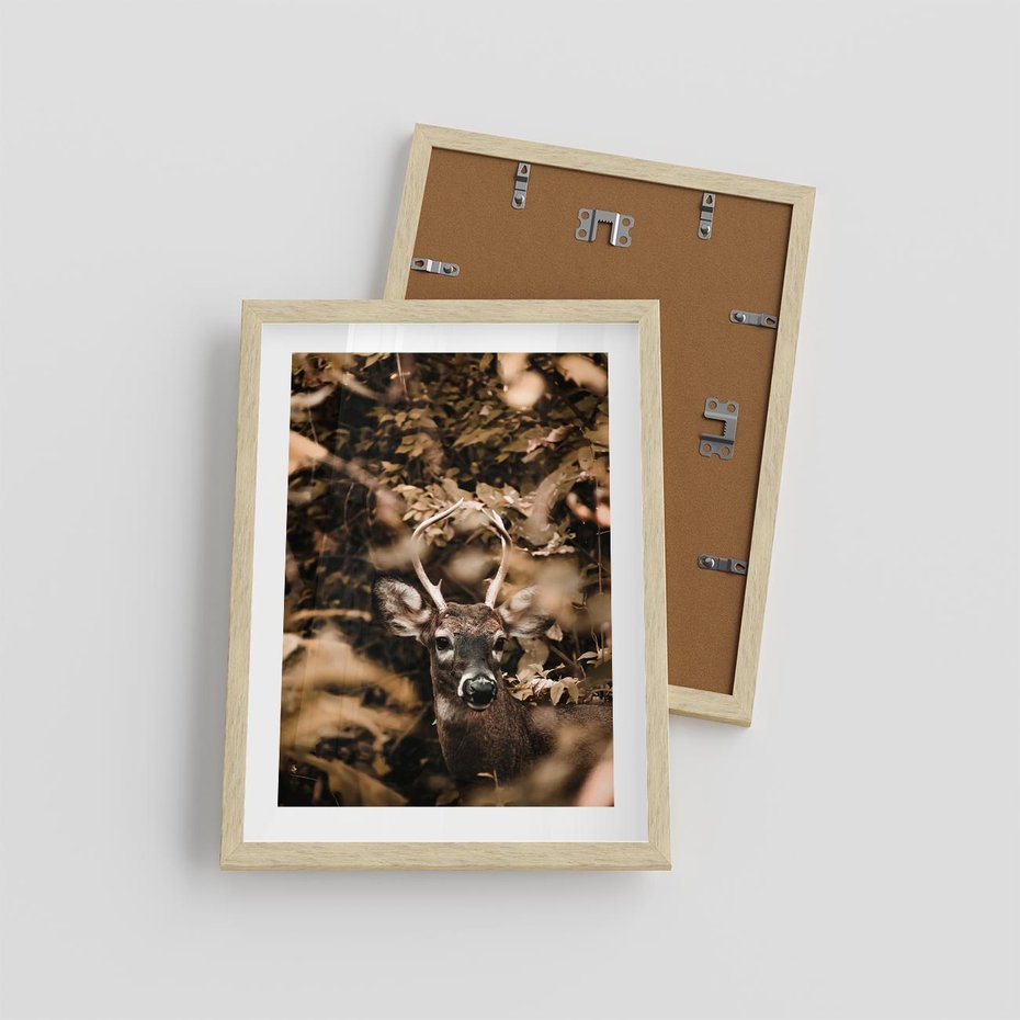 Plakat w ramie 30x40 - Jesienny Jeleń w Lesie - jeleń, w lesie - rama drewno