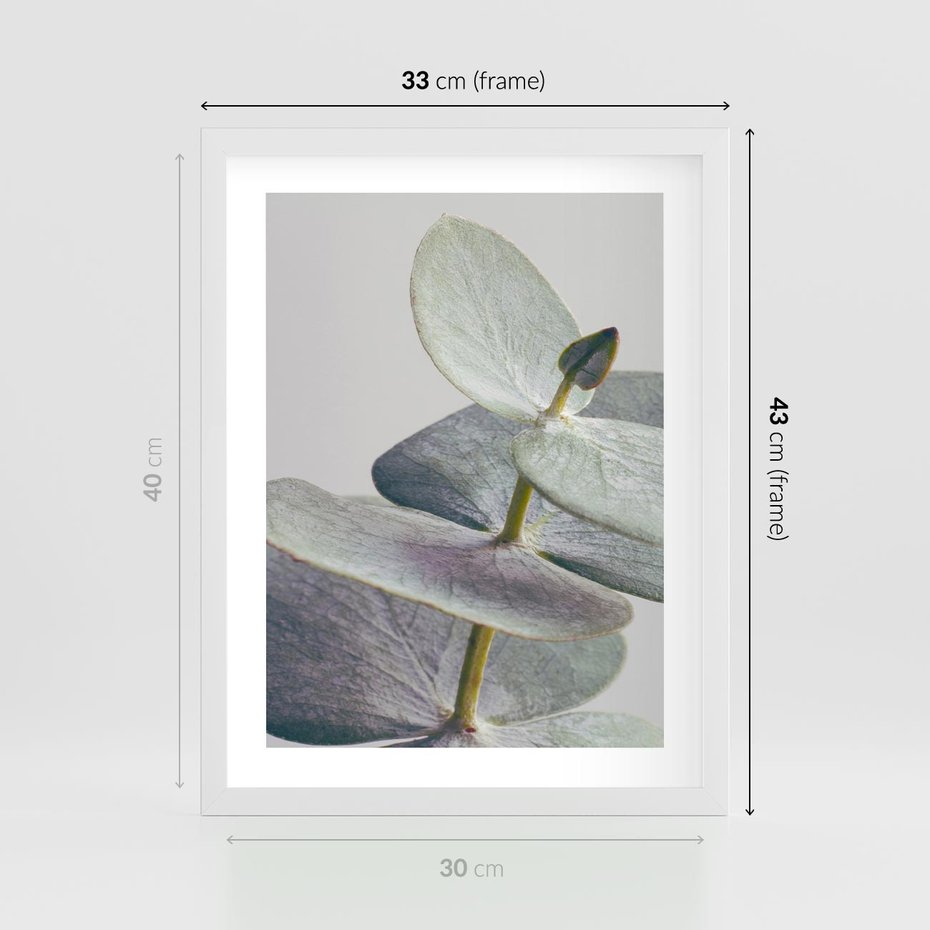 Plakat w ramie 30x40 - Zbliżenie Liści Eukaliptusa - eukaliptus, zbliżenie - rama biała