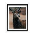 Plakat w ramie 40x50 - Spokojny jeleń - jeleń, las - rama czarna
