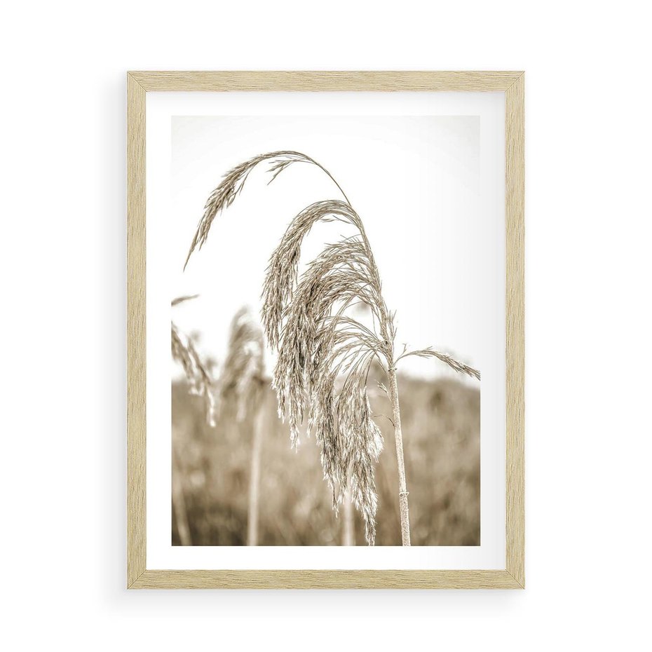 Plakat w ramie 50x70 - Ujęcie Suchych Traw - suche trawy, zbliżenie - rama drewno