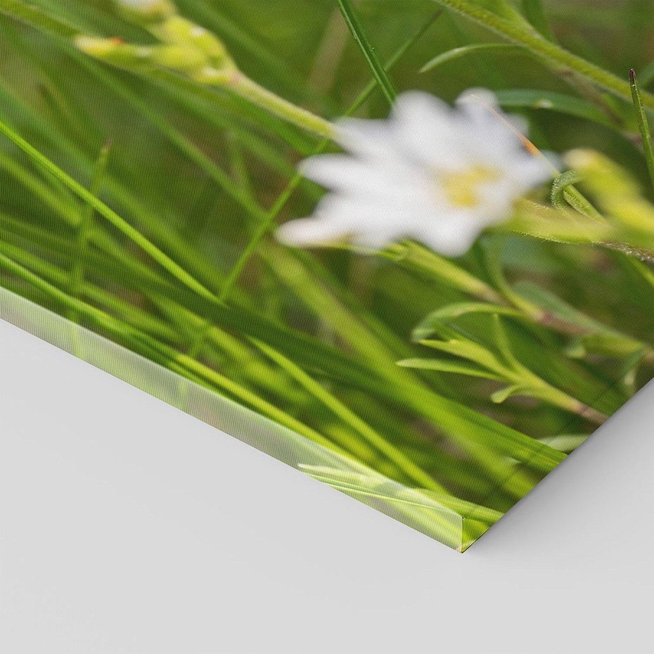 Obraz na płótnie 80x120 - Kolorowa łąka - stokrotki, łąka