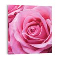 Obraz na płótnie 50x50 - Róża Wspaniałości - róża, kwiat