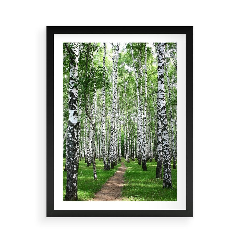 Plakat w ramie 50x70 - Magia lasu pełnego brzóz - las, brzozy - rama czarna