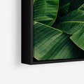 Obraz w ramie 50x50 - Zaklęta roślinna ekspresja - liście bananowca, gęsto ułożone - rama czarna