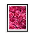 Plakat w ramie 50x70 - Romantyczne róże w pełnym rozkwicie - róże, kwiaty - rama czarna