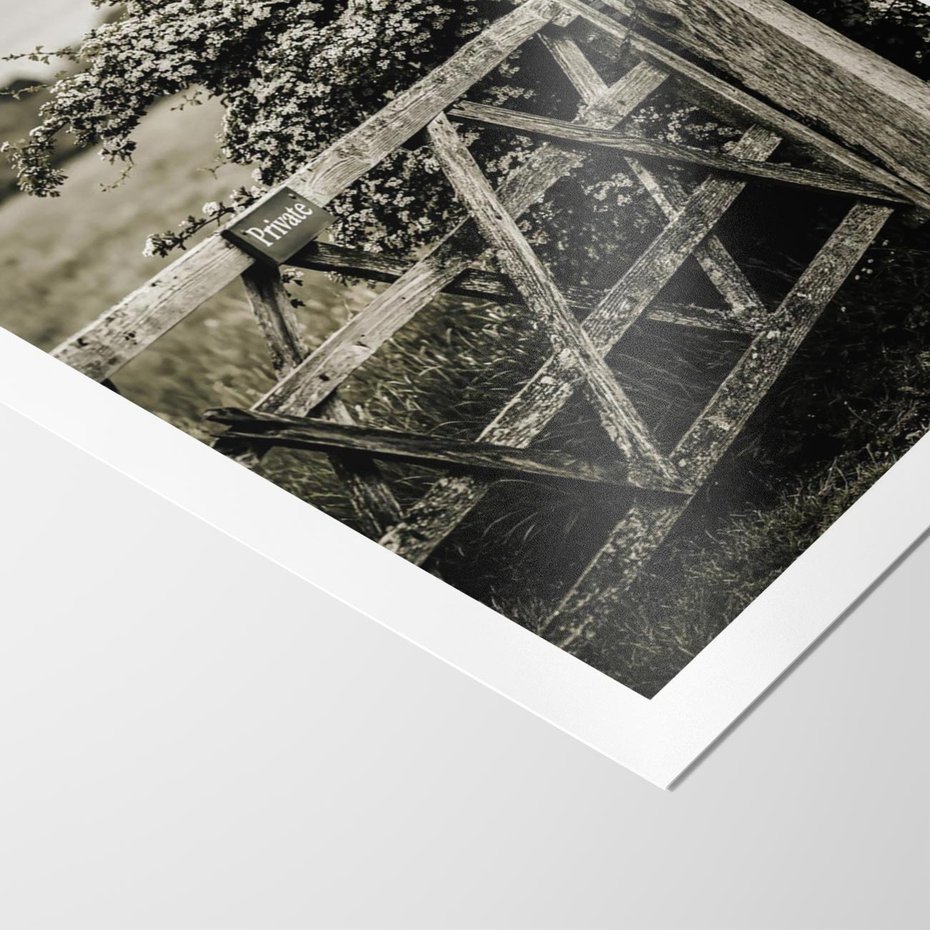 Plakat bez ramy 30x40 - Wiejski Urok: Stary Płot i Kwitnący Krzew - rustykalne zdjęcie, stary płot