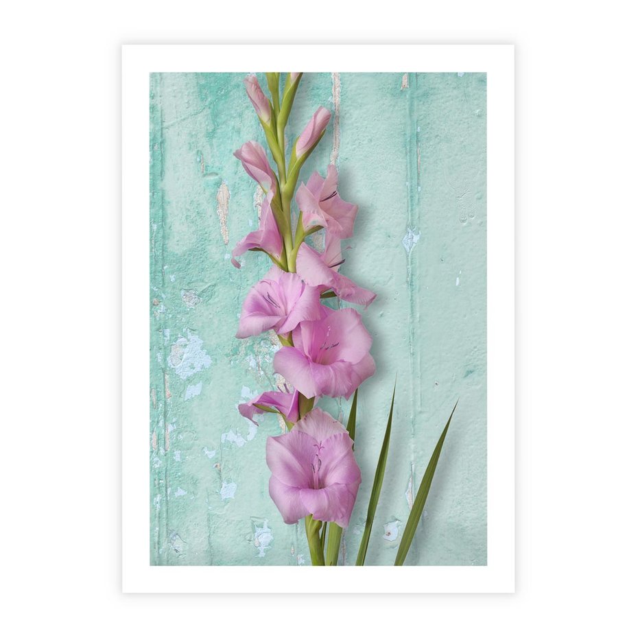 Plakat bez ramy 21x30 - Piękno w delikatności - kwiaty, różowe