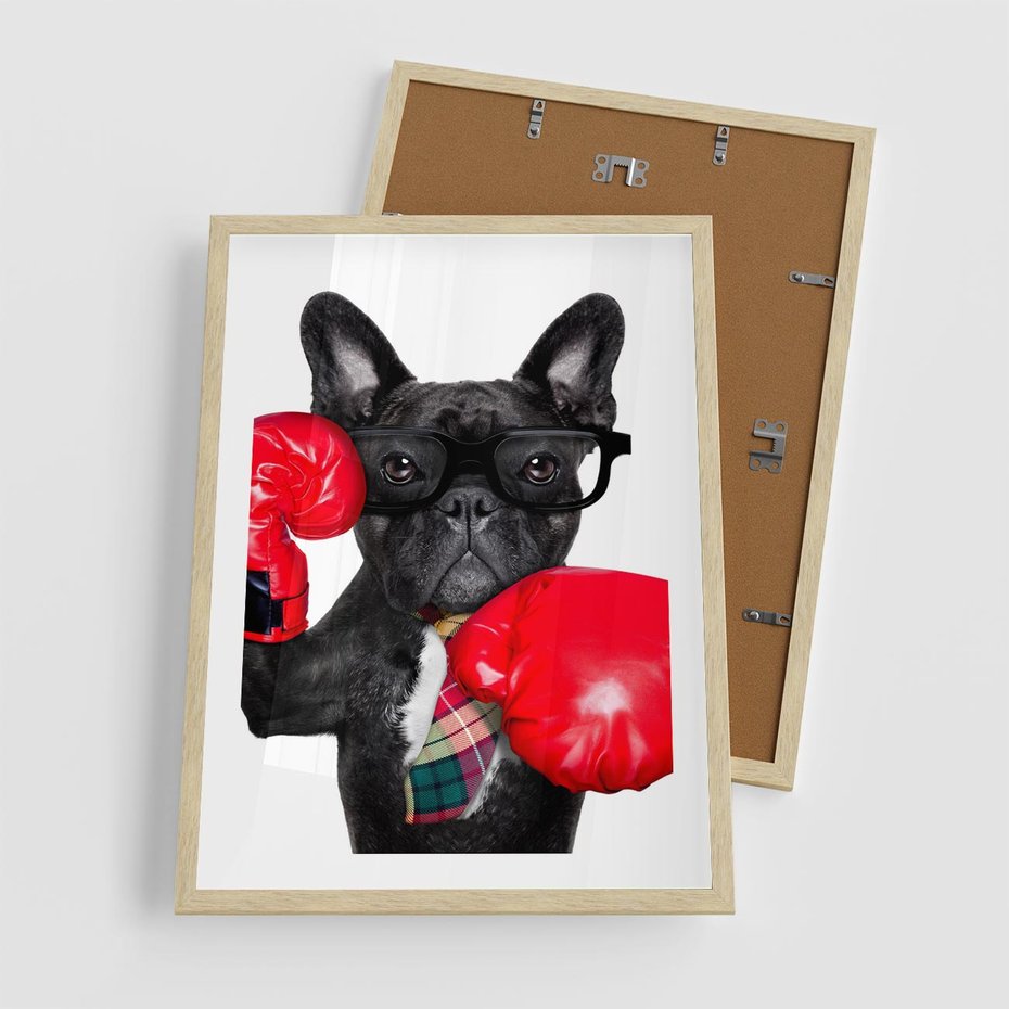 Plakat w ramie 50x70 - Boksujący mops - pies - boks, mops - rama drewno