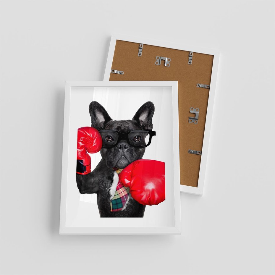 Plakat w ramie 30x40 - Boksujący mops - pies - boks, mops - rama biała