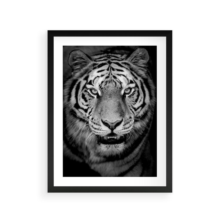 Plakat w ramie 30x40 - Tygrys Czarno-Biały: Siła i Delikatność - tygrys, czarno - rama czarna