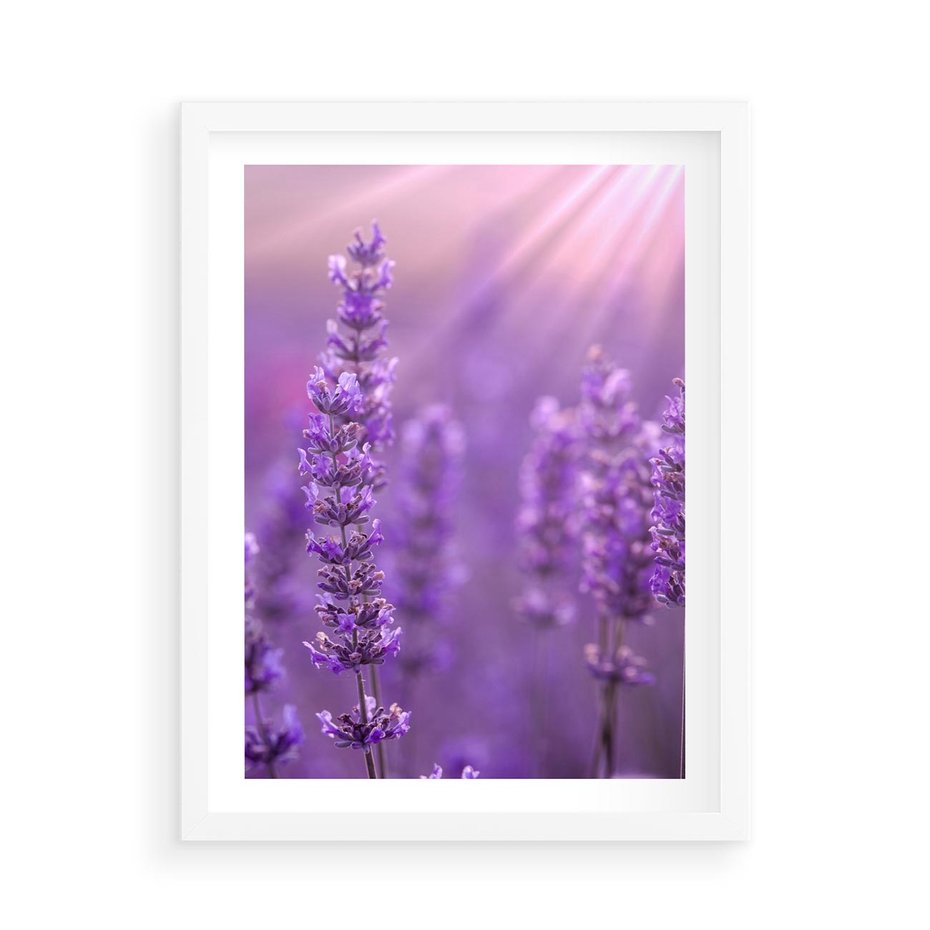 Plakat w ramie 50x70 - Fioletowa harmonia lawendy - lawenda, fiolet - rama biała