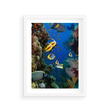 Plakat w ramie 30x40 - Podwodne królestwo rafy koralowej - rafa, koralowa - rama biała