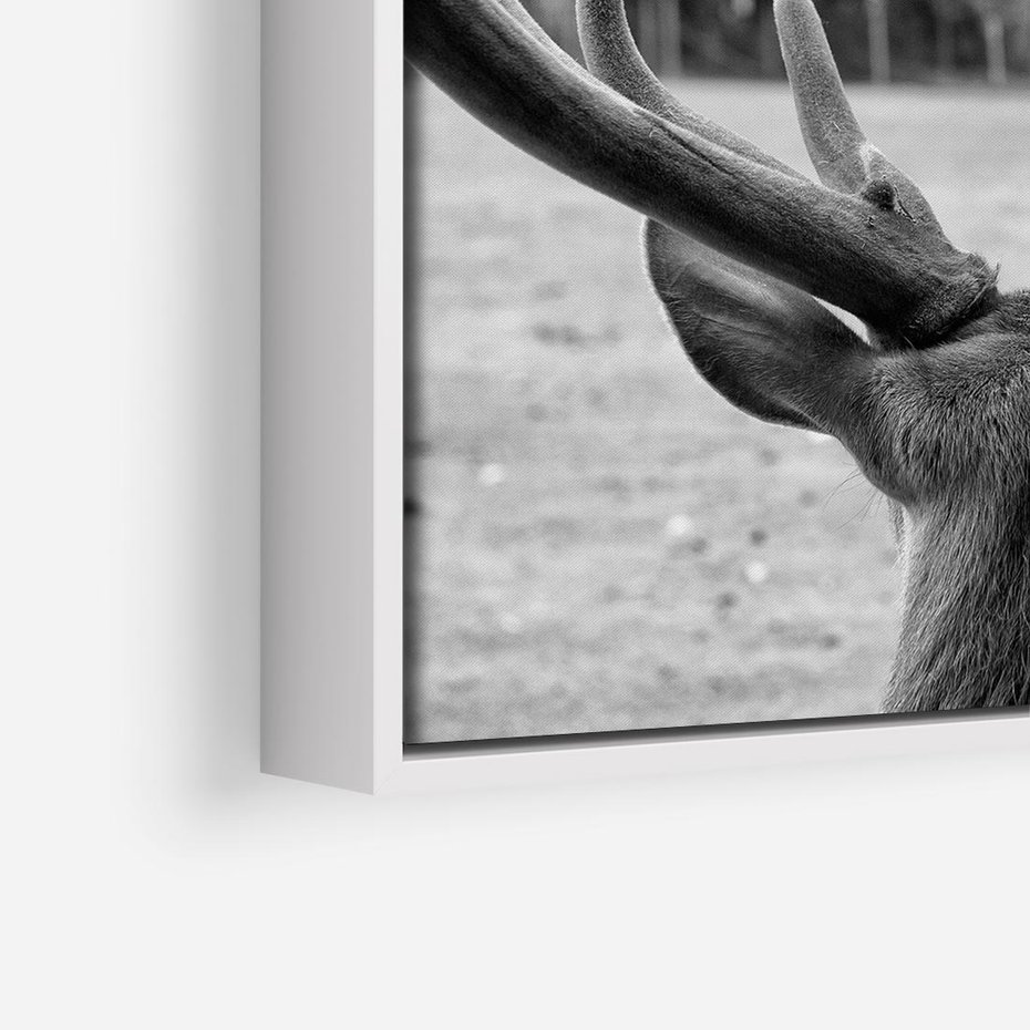 Obraz w ramie 50x50 - Przygubione motyle marzeń - fotografia czarno biała, młody jeleń w zagrodzie - rama biała