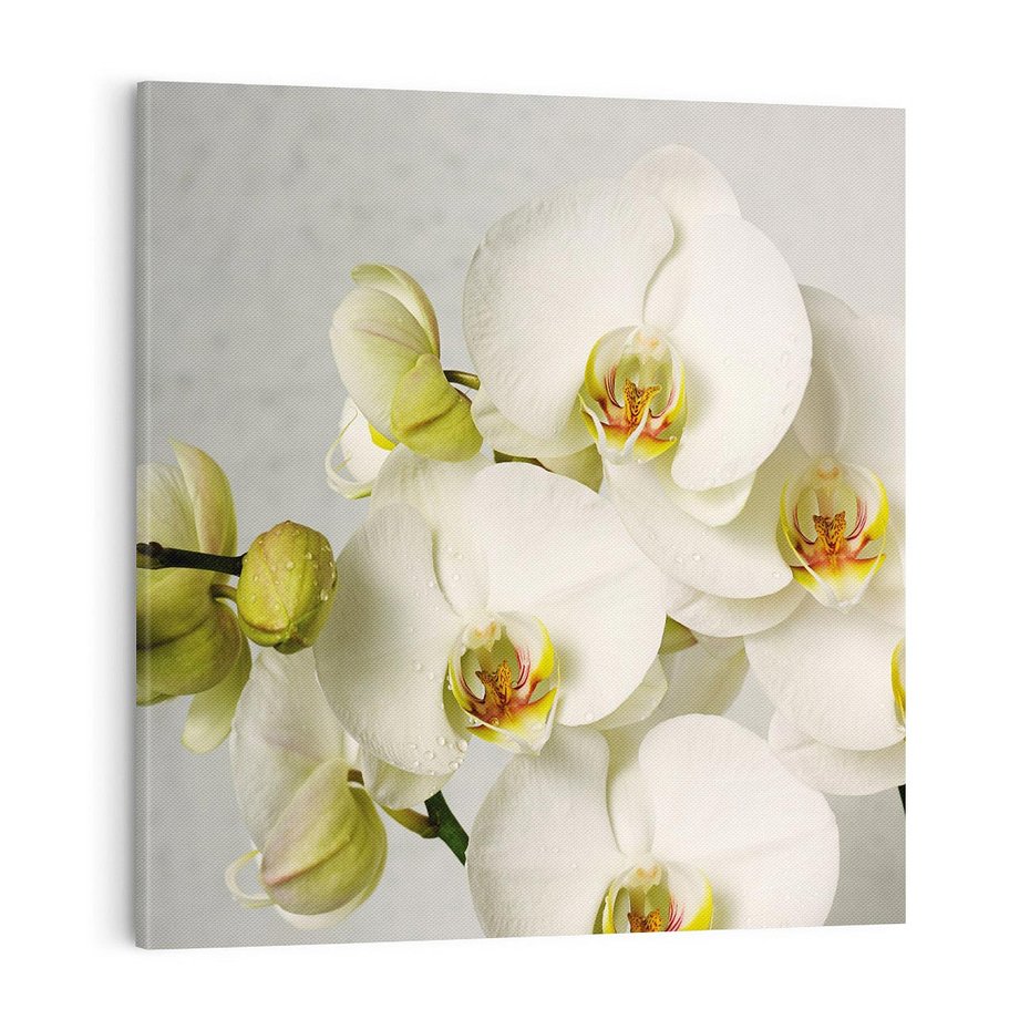 Obraz na płótnie 70x70 - Elegancka uroda orchidei - orchidea, kwiaty