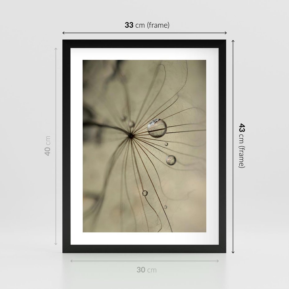 Plakat w ramie 30x40 - Delikatność dmuchawców - dmuchawce, krople - rama czarna