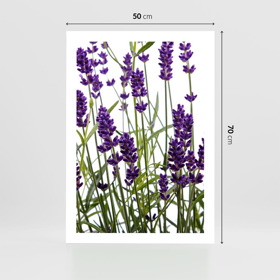 Plakat bez ramy 50x70 - Fioletowa harmonia lawendy - lawenda, fiolet