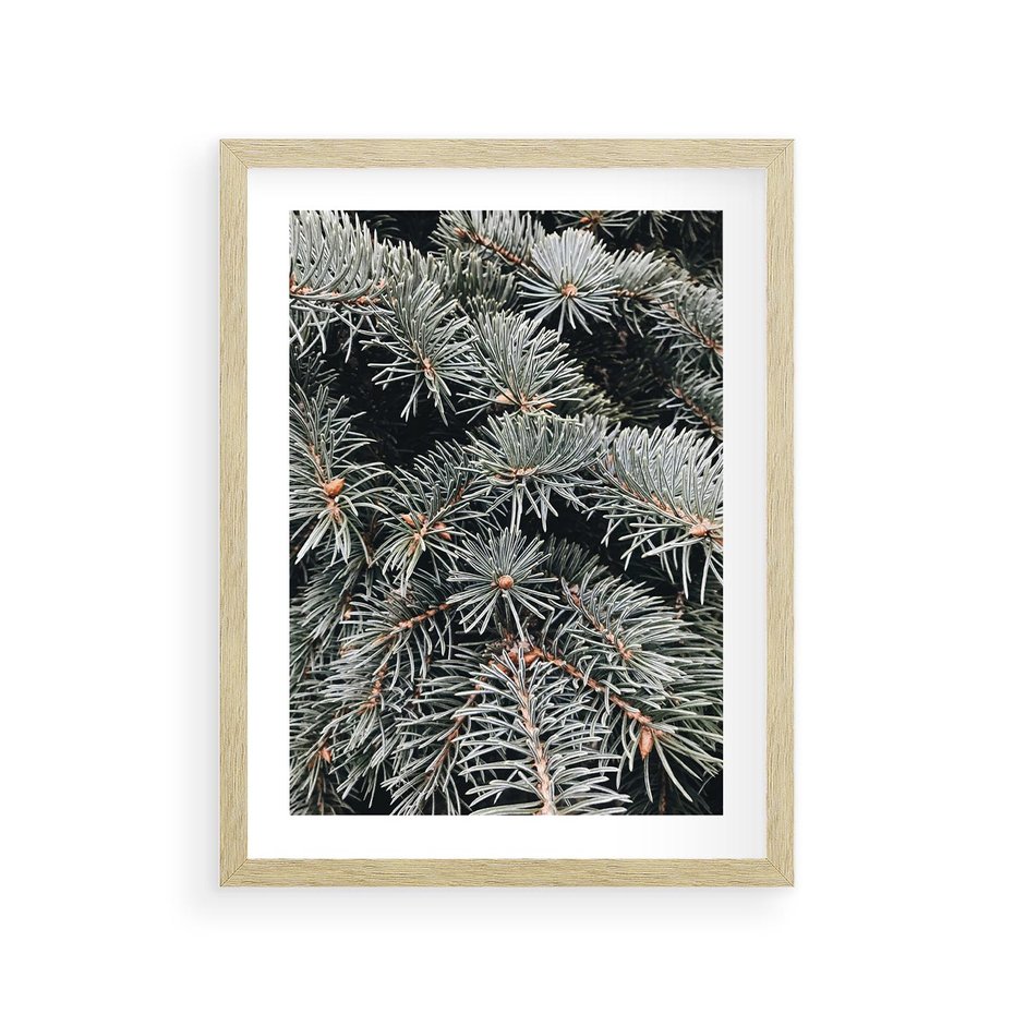 Plakat w ramie 30x40 - Zima na Gałęziach - sosnowe gałęzie, igły - rama drewno