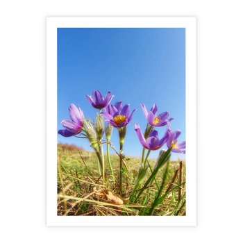 Plakat bez ramy 30x40 - Kwiatowa siła łąki - kwiaty, łąka