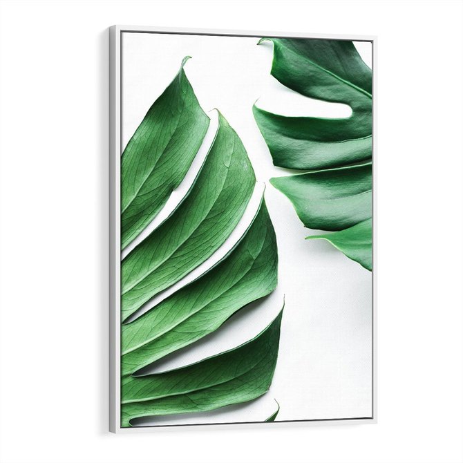 Obraz w ramie 70x100 - Monstera - Liście Kwiaty - monstera, liście - rama biała