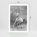 Plakat bez ramy 50x70 - Elegancja w Czarno-Białym - koń, biało