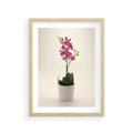 Plakat w ramie 30x40 - Delikatność storczyka orchidei - storczyk, orchidea - rama drewno