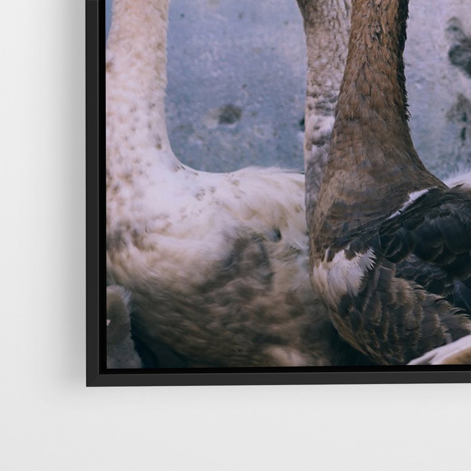 Obraz w ramie 50x70 - Spotkanie Wśród Piór - uchwycony moment, fotografia - rama czarna