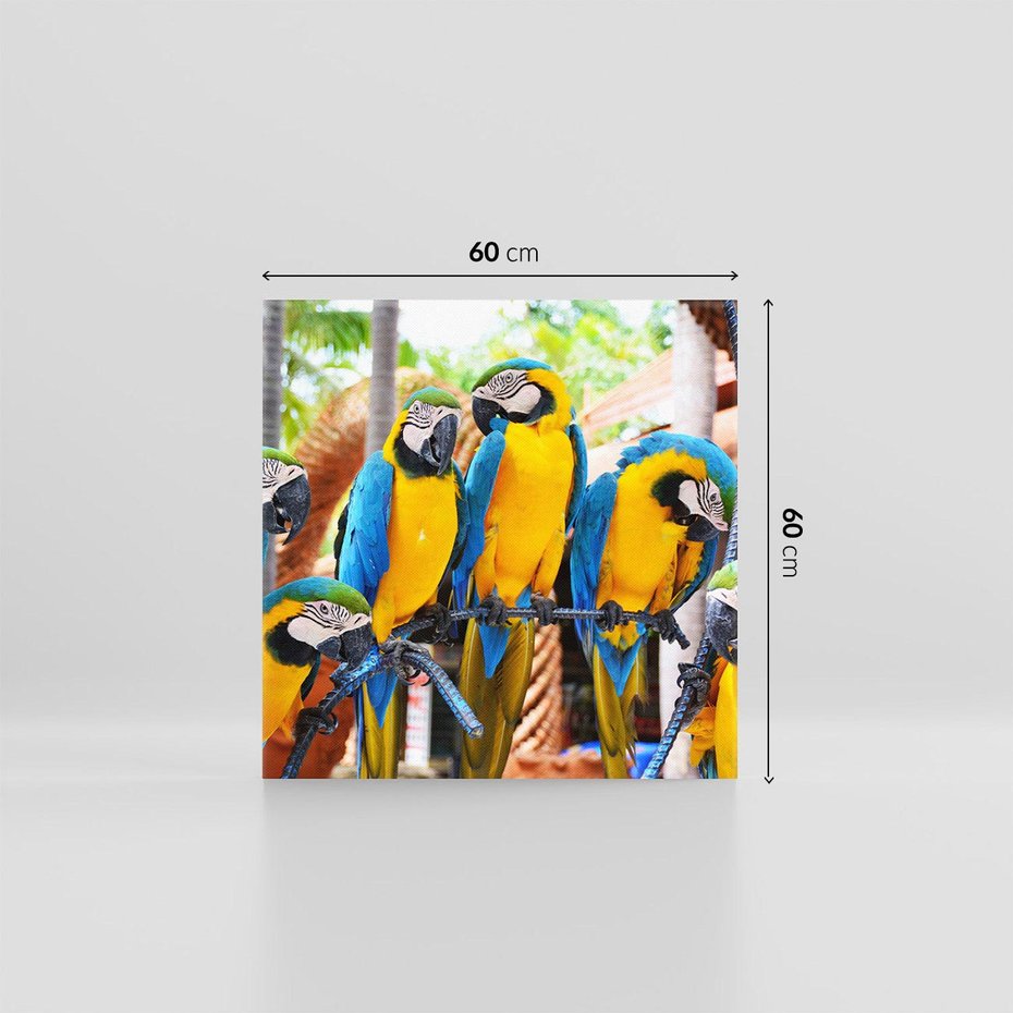 Obraz na płótnie 60x60 - Kolorowa parada papug - papuga, papugi
