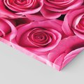 Obraz na płótnie 50x50 - Romantyczne róże w pełnym rozkwicie - róże, kwiaty