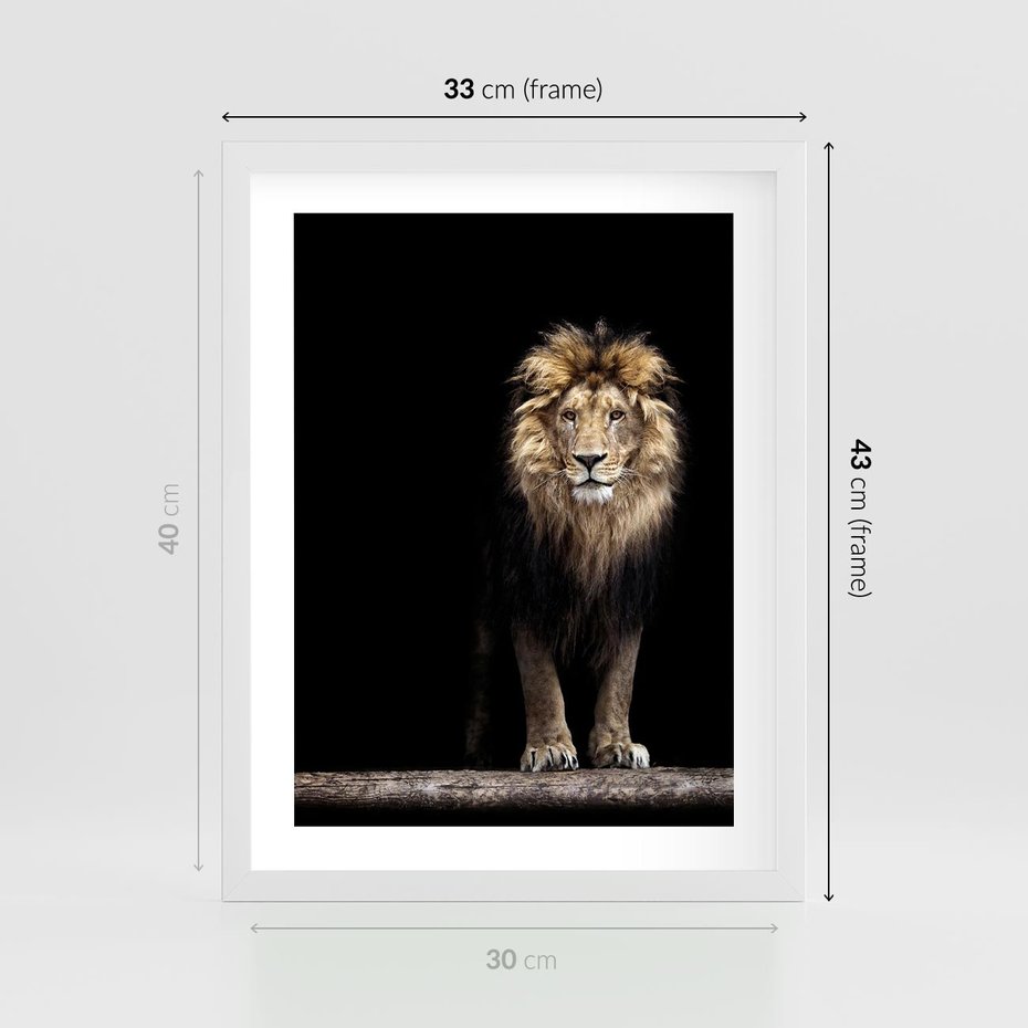 Plakat w ramie 30x40 - Lew: dzikie piękno natury - lew, dzikie - rama biała