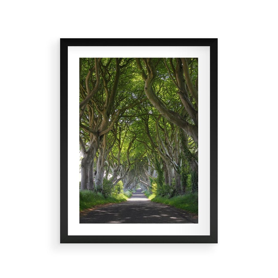 Plakat w ramie 30x40 - Magiczny Las - drzewa, las - rama czarna