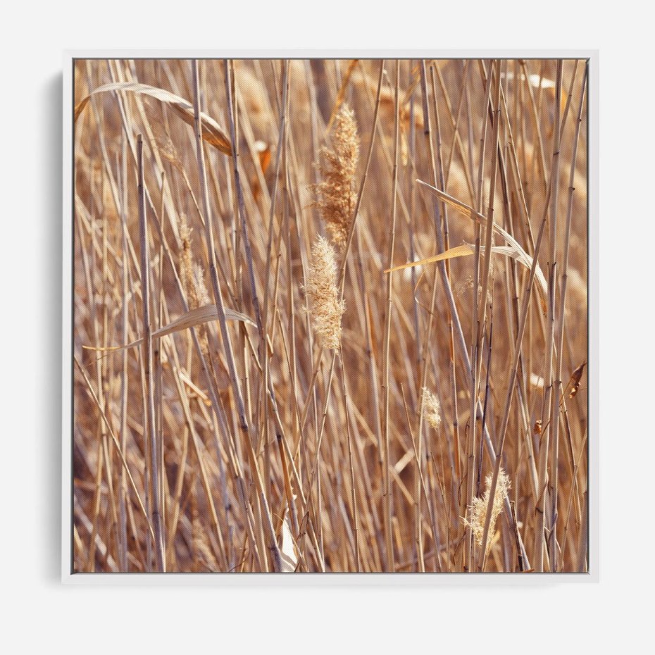 Obraz w ramie 50x50 - Mistrzowskie suche trawy - suche, trawy - rama biała